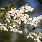 Open dag Tuin Bram de Groote