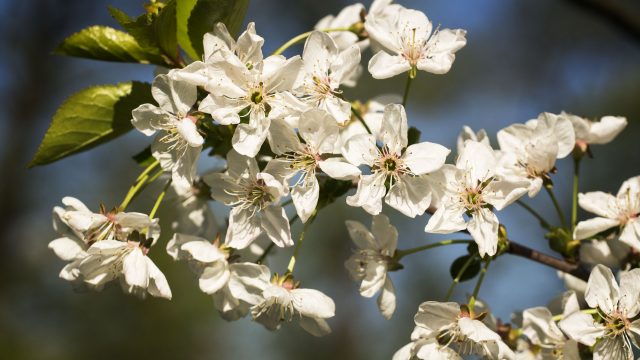 Open dag Tuin Bram de Groote