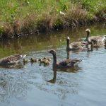 ganzenkoppels met kuikens in de Hornmeer