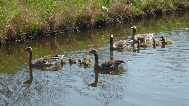 ganzenkoppels met kuikens in de Hornmeer