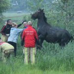 paard te water