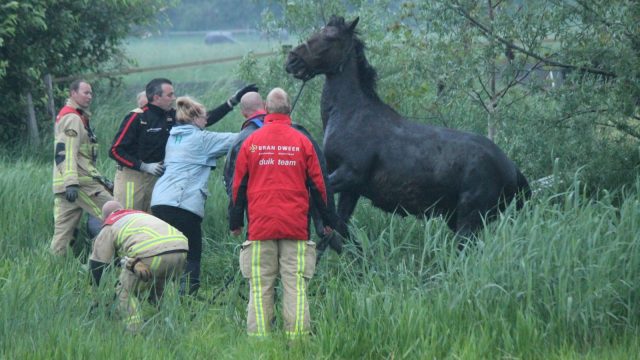 paard te water