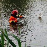 Brandweer in actie voor meeuw in nood