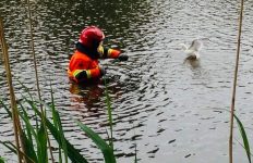 Brandweer in actie voor meeuw in nood