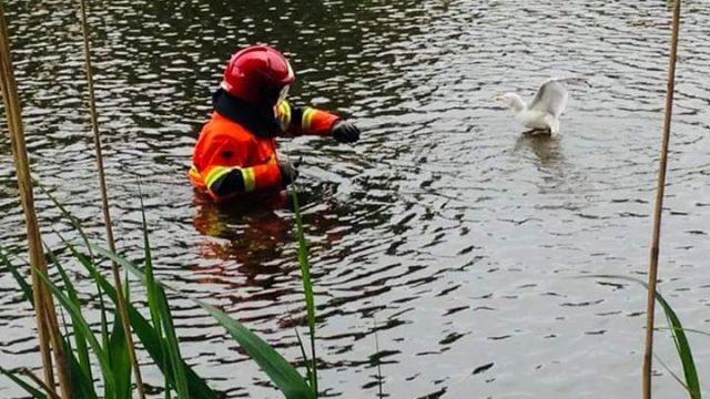 Brandweer in actie voor meeuw in nood