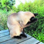 Kater 'Poes' is weer thuis!