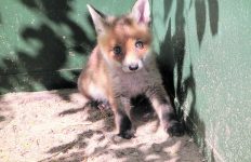 Open dag bij vogel- en zoogdierenopvang