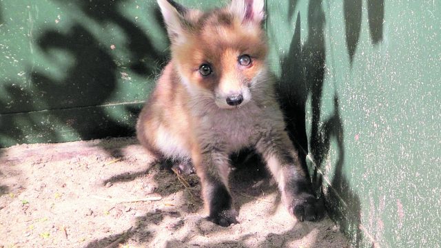 Open dag bij vogel- en zoogdierenopvang