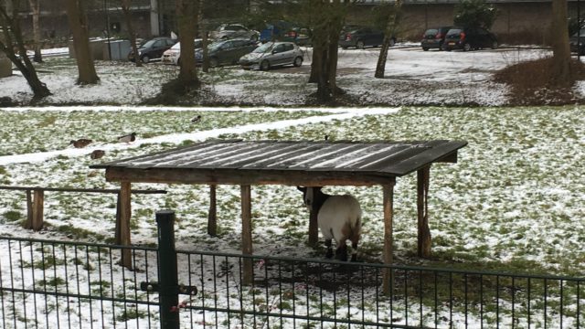 Geitenweitje