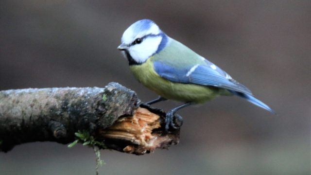 vogelrubriek pimpelmees