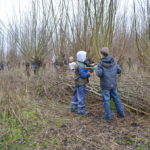 wilgen knotten in het Enge Bos