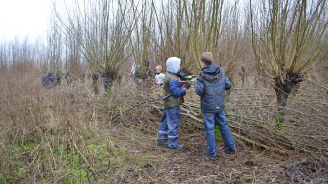 wilgen knotten in het Enge Bos