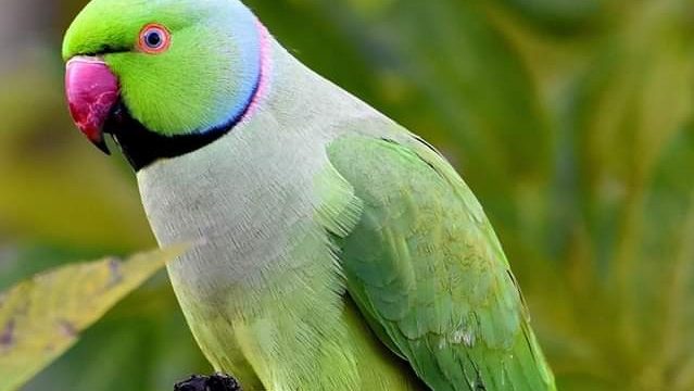 vogels in de natuur: halsbandparkiet