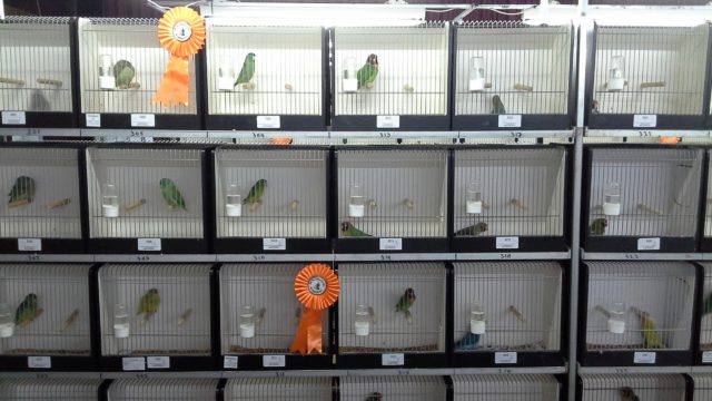 De Rijsenvogel houdt vogelbeurs