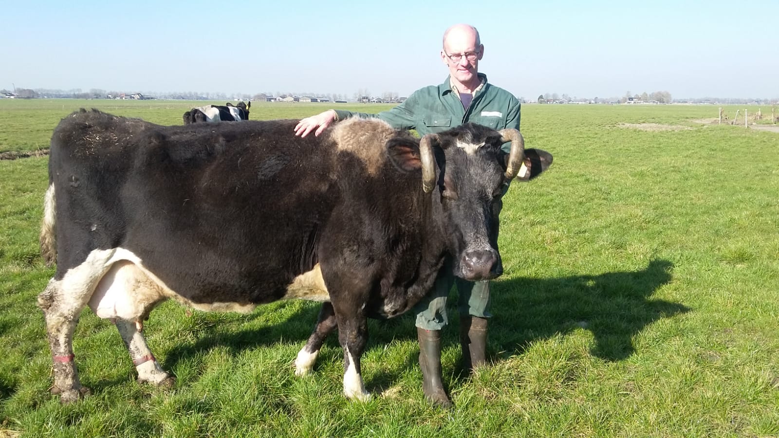 19-Jarige koe op melkveebedrijf Waverveen