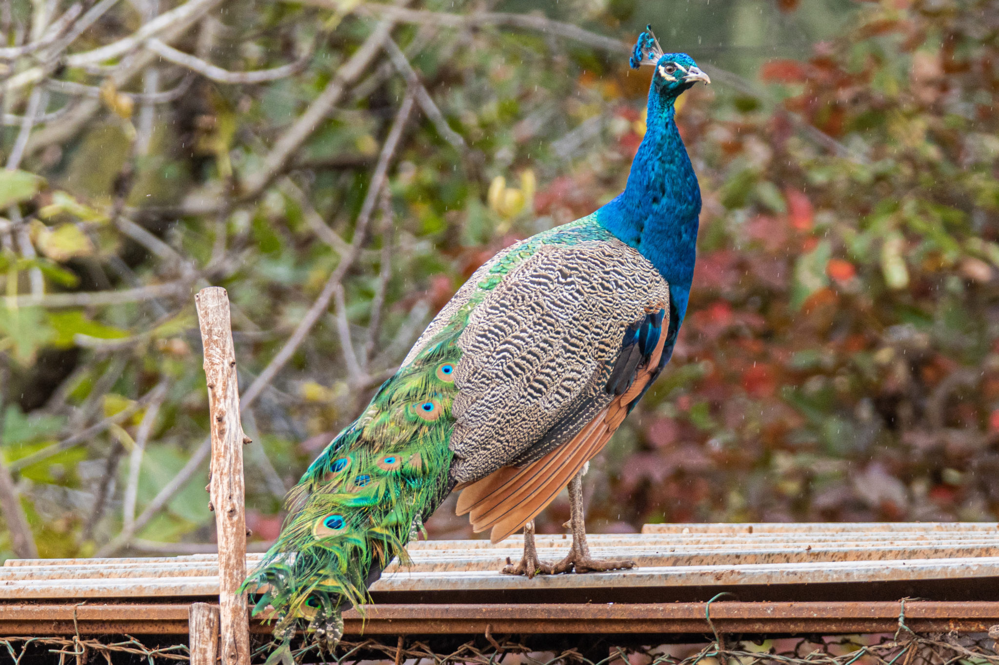 Vogels in de Natuur: Zo trots als een Pauw - Nieuwe Meerbode
