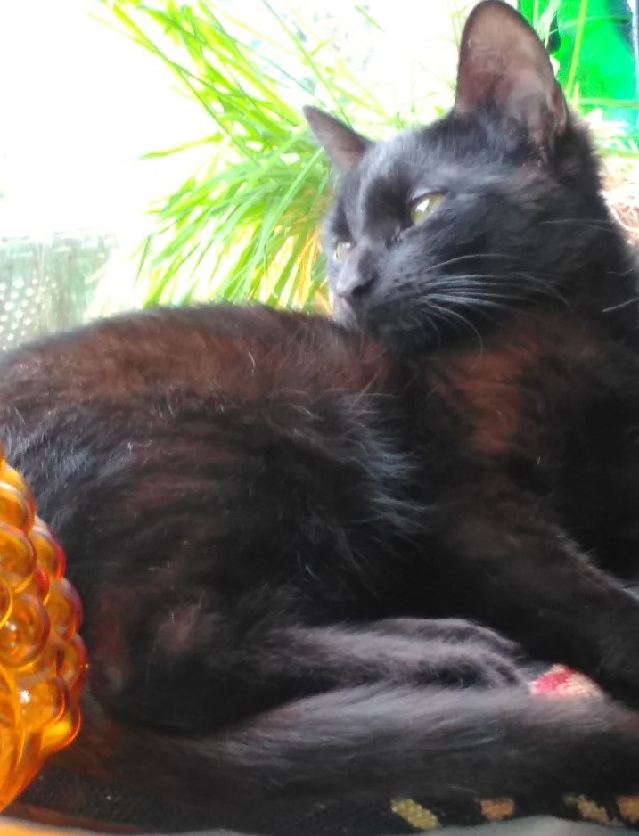 Kleine zwarte kitten vermist - Nieuwe Meerbode