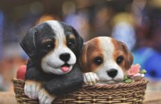 hondjes