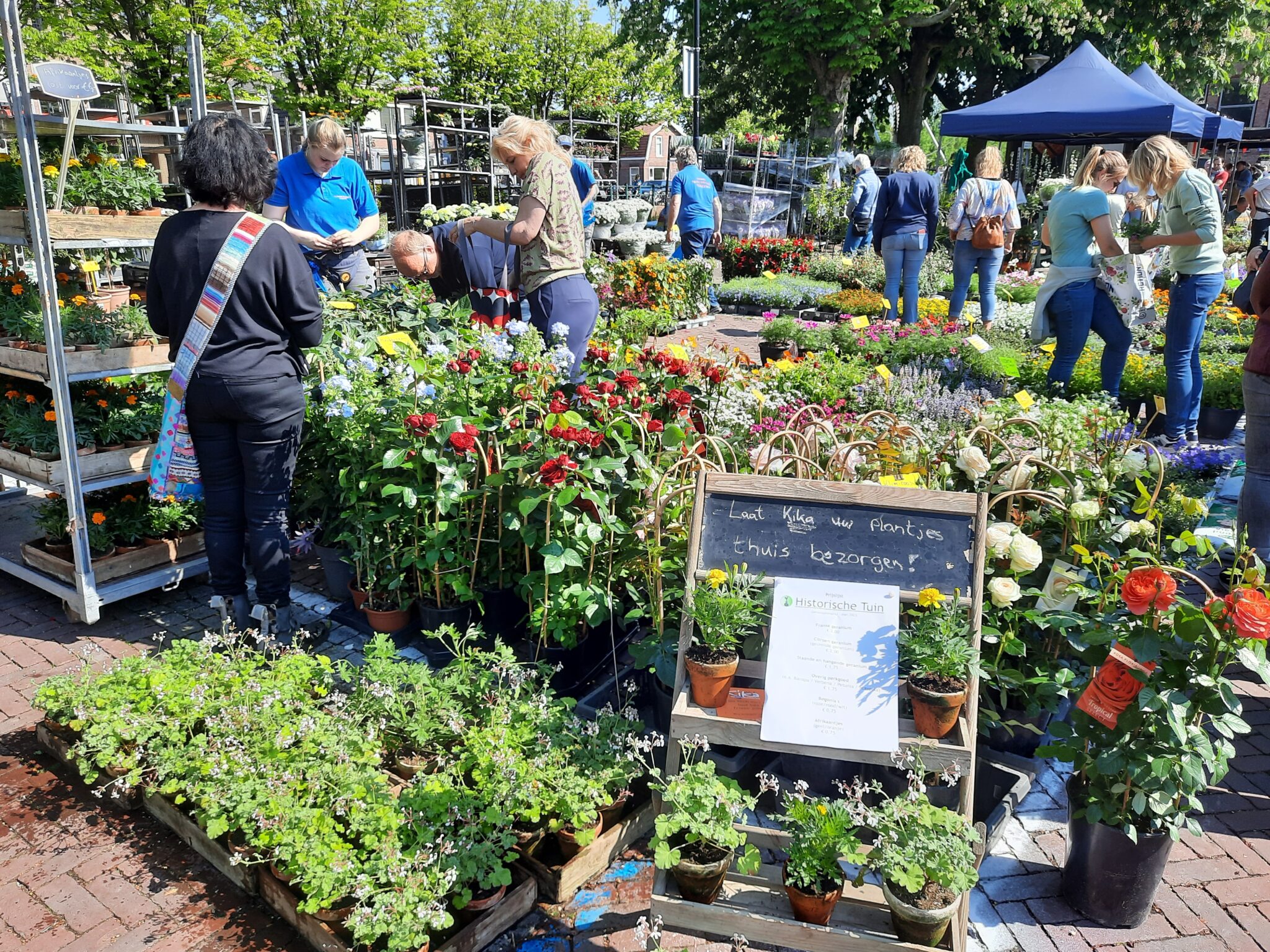 Groei & Bloei Aalsmeer zet Geraniummarkt zelfstandig voort