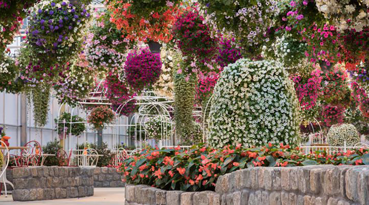 De Zonnebloem bezoekt Orchideeën Hoeve