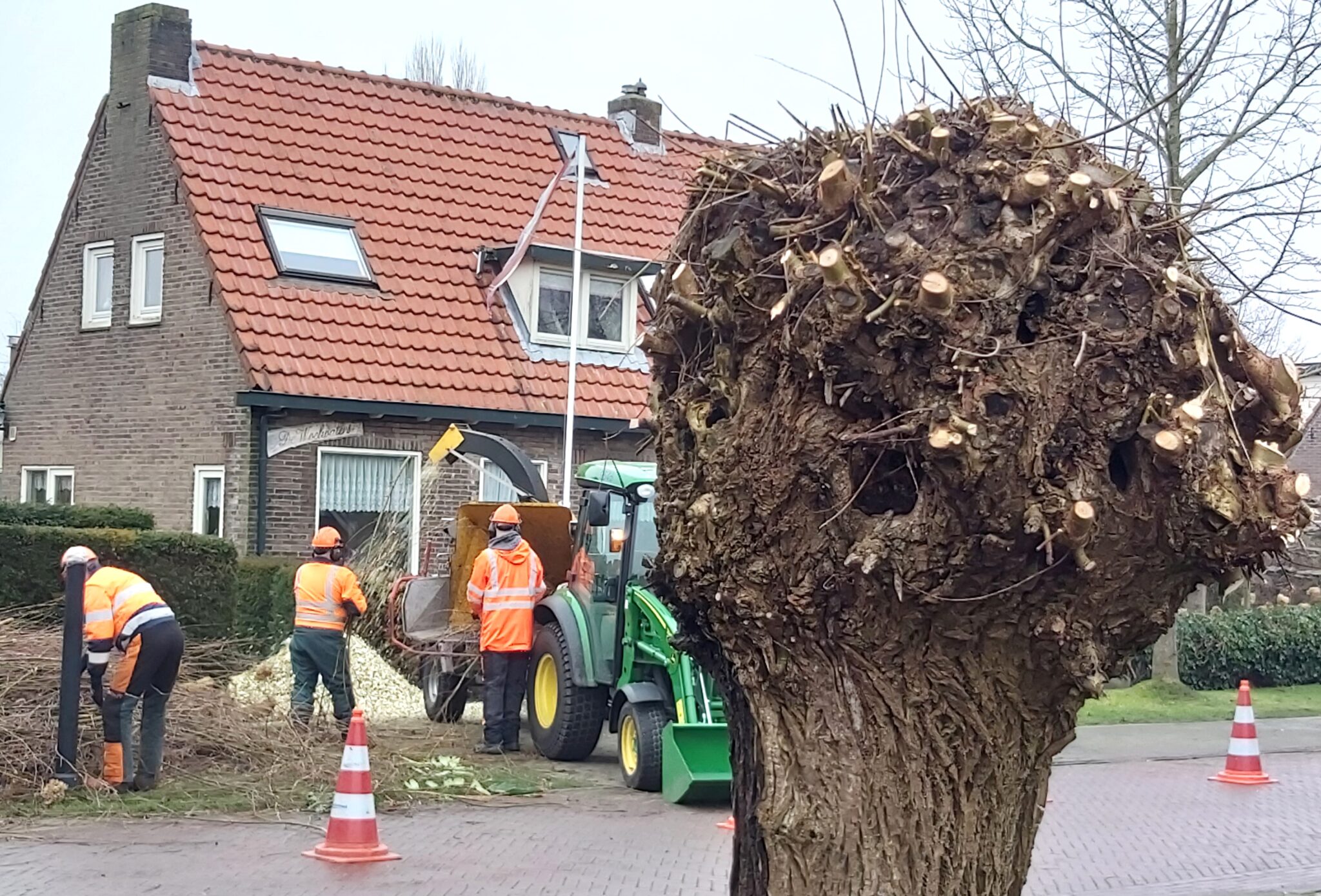 Jaarlijks feestje: Wilgen knotten in Wilgenlaan