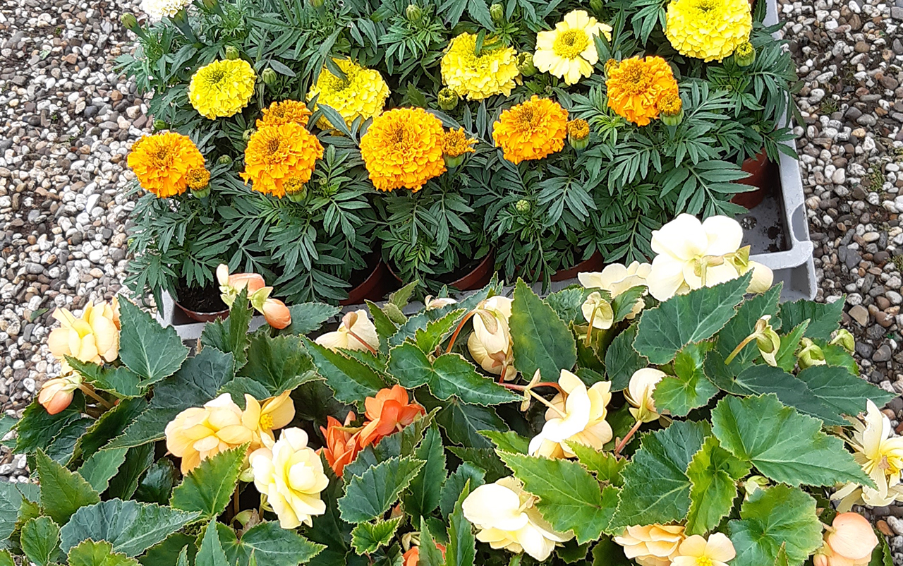 Plantenmarkt in Wilnis