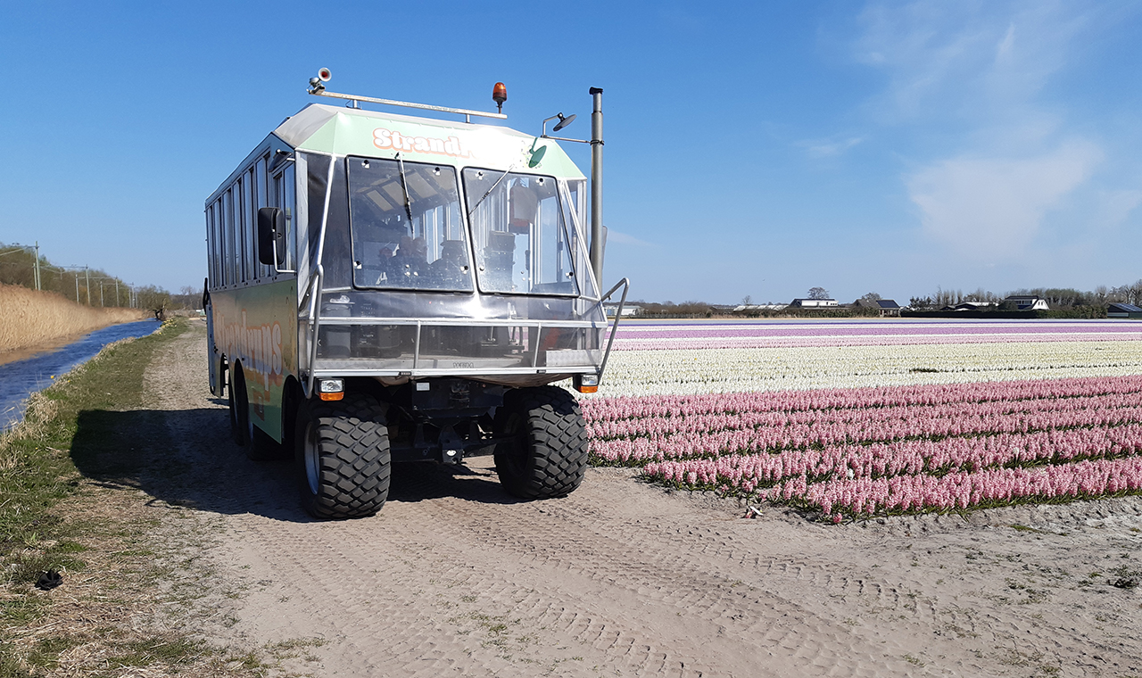 Zonnebloem De Kwakel/Vrouwenakker in de bollenvelden