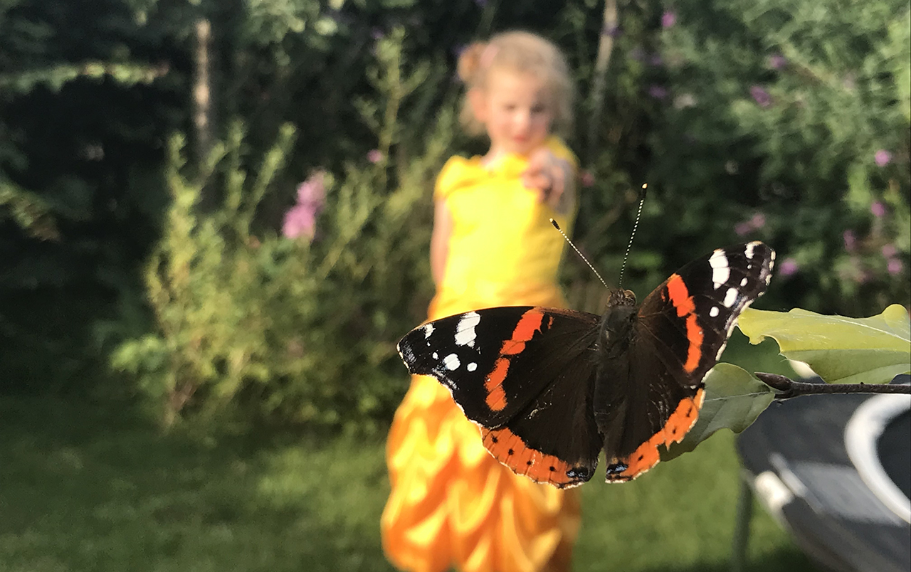 Doe mee met tuinvlindertelling in De Ronde Venen en Uithoorn