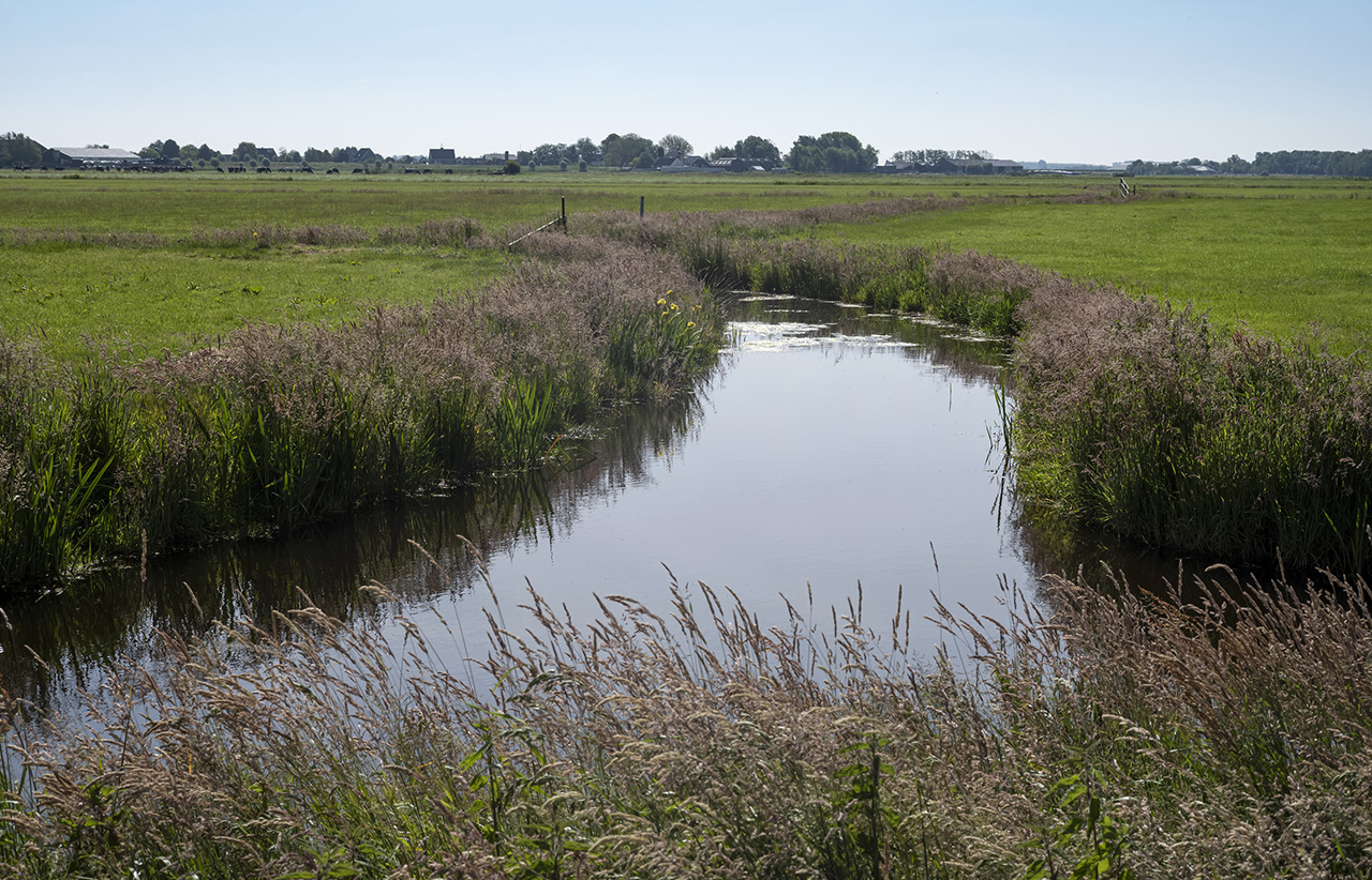 Nieuwe oevers geven natuur boost in de Ronde Hoep