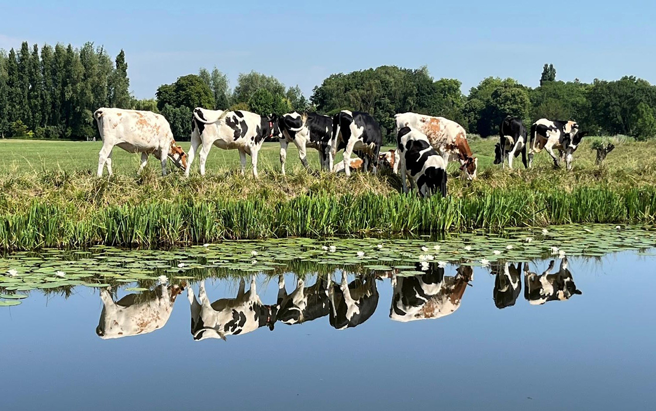 Oude koeien vóór de sloot