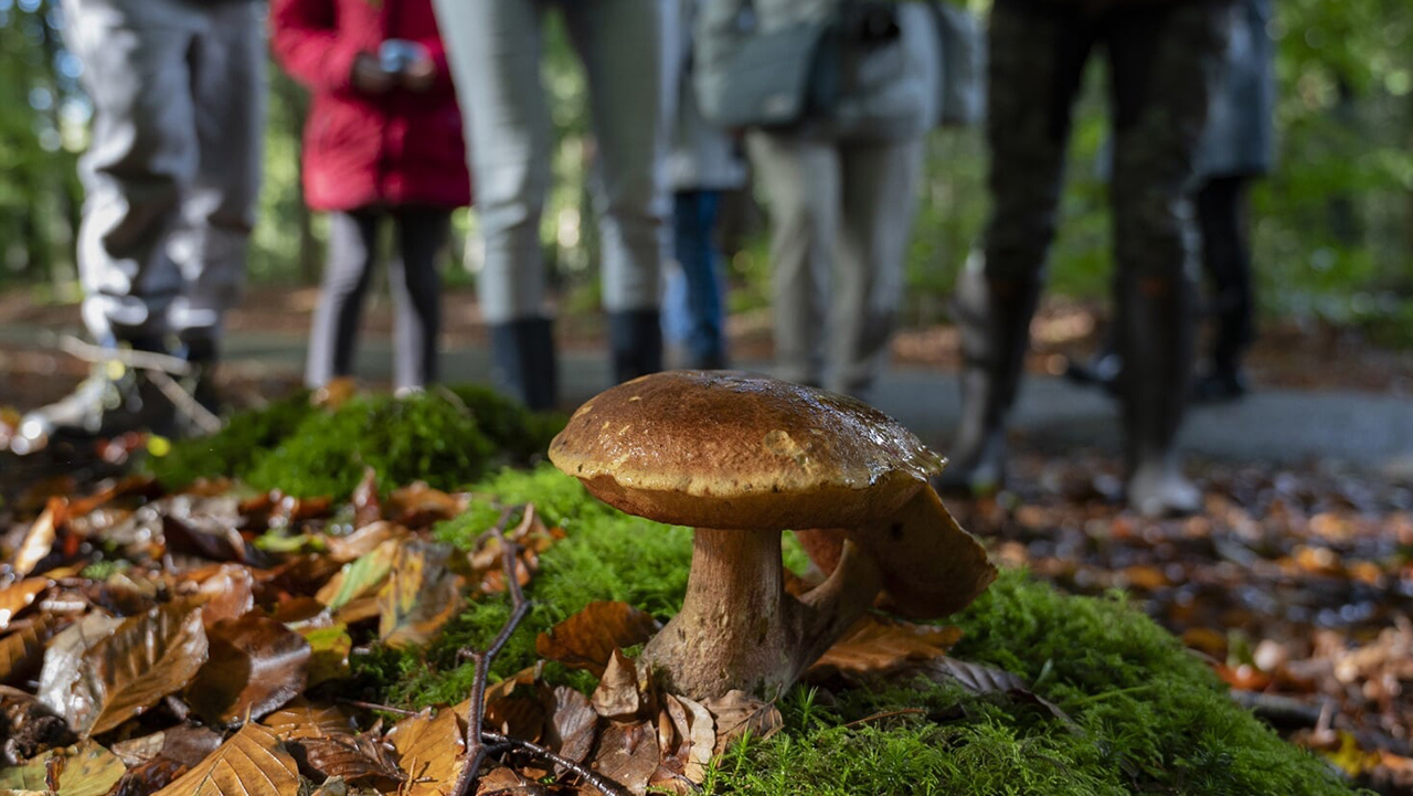 IVN Paddenstoelenexcursie in parkbos Over-Holland