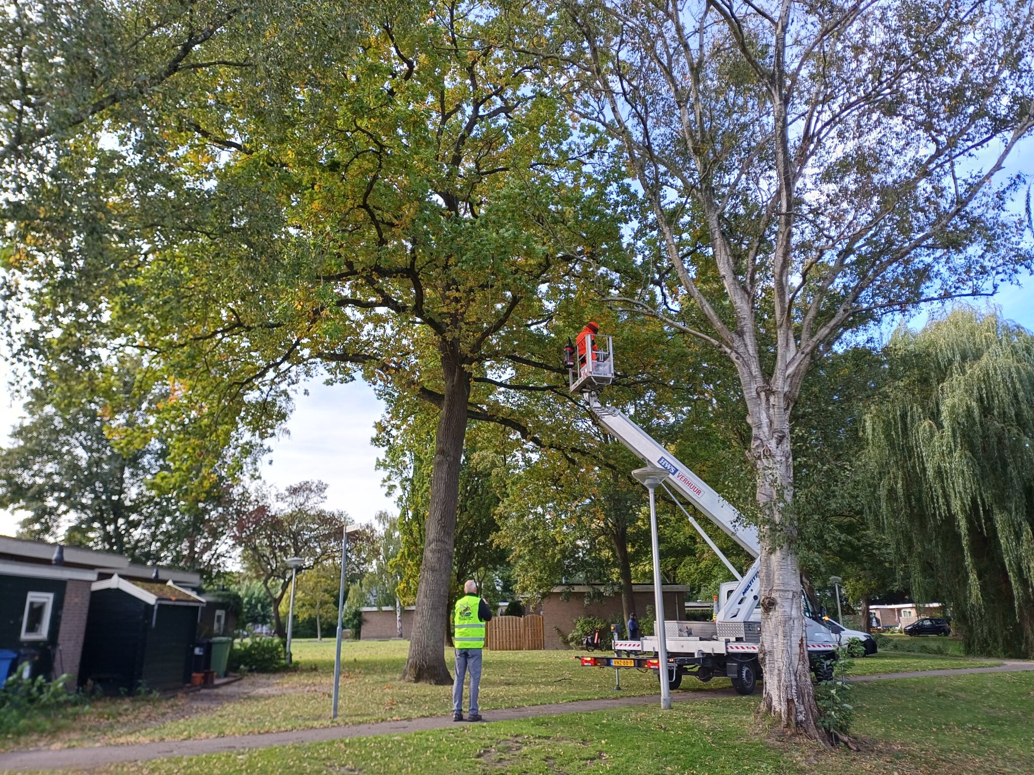 Nest Aziatische hoornaar in Seringenpark geruimd