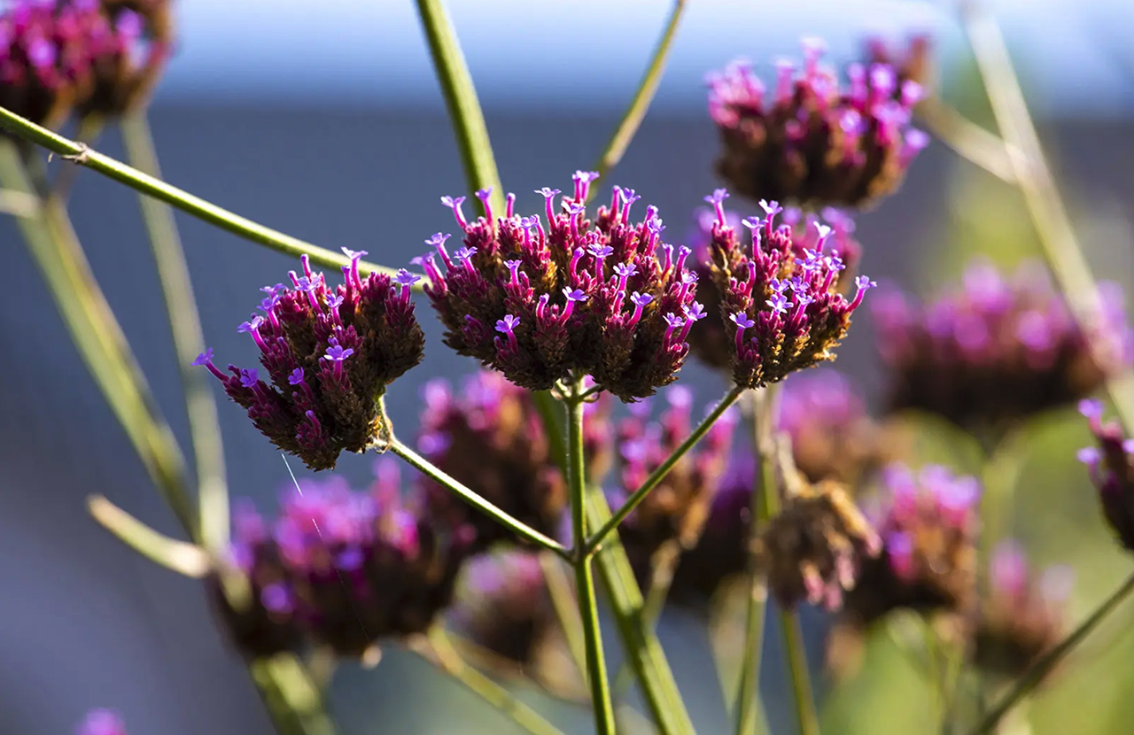 GroenBlauw Loket en tuinplantenasiel bundelen hun krachten