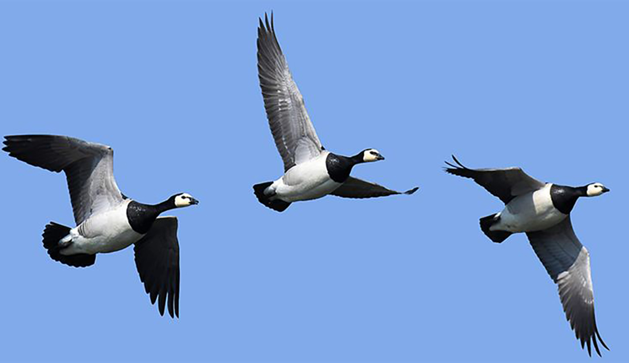 Vogelgriep geconstateerd in de regio