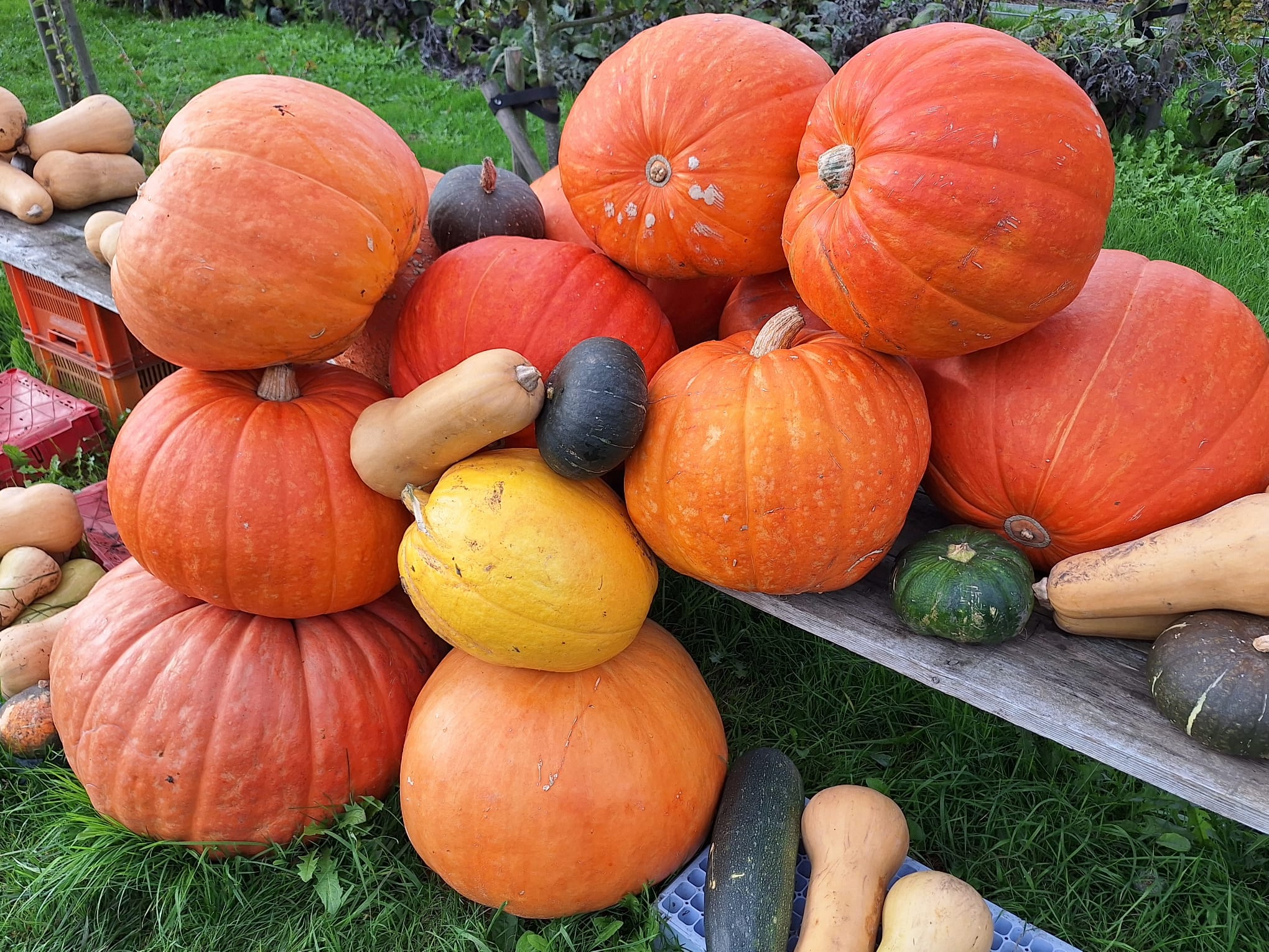 Mega-pompoenen in Voedselbos Kudelstaart