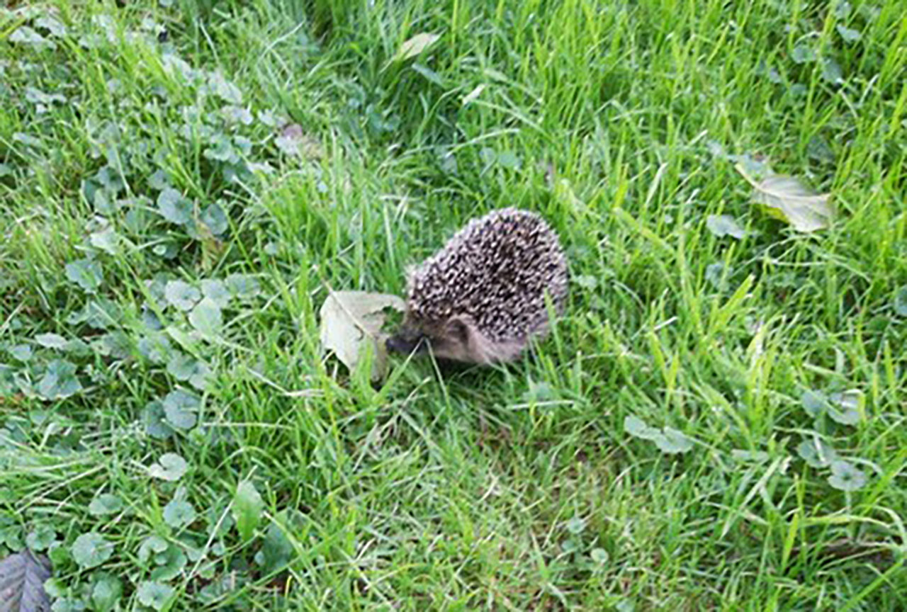 Egeltje op Buitenborgh Noord