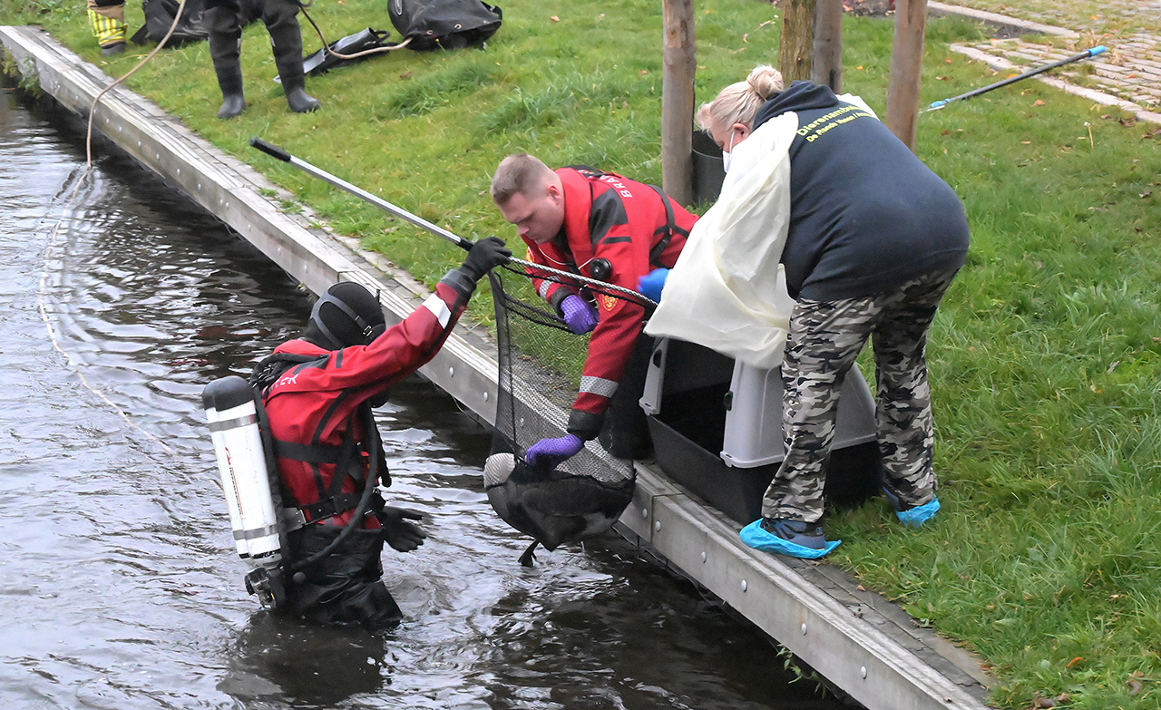 Waarschuwing: mogelijk vogelgriep Zijdelmeer