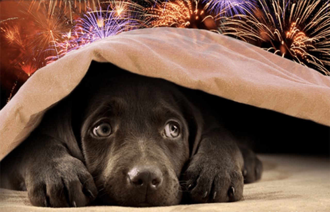 Lezing vuurwerkangst door Dierenarts Annemieke Calis