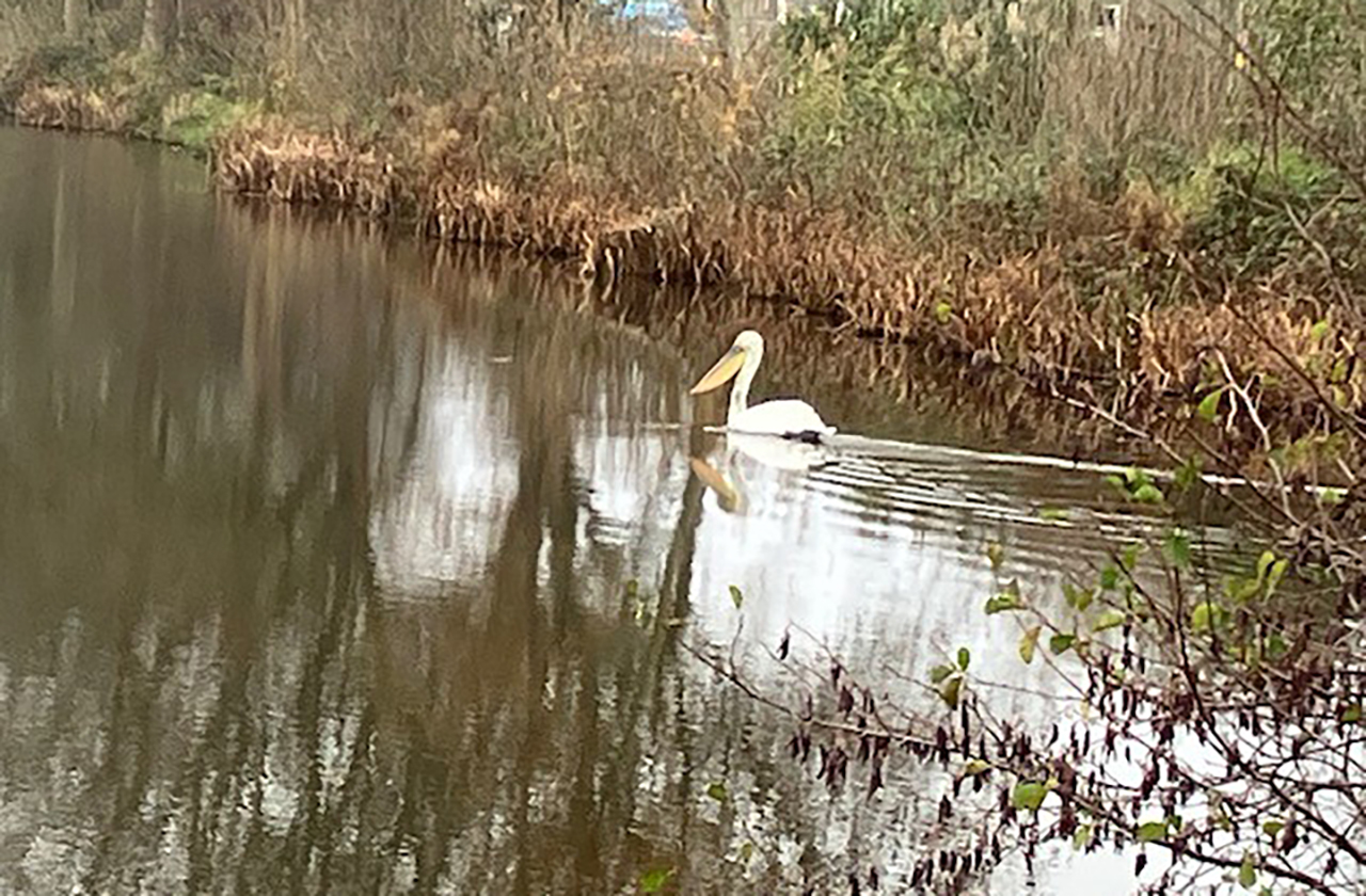 Pelikaan zorgt voor opschudding in Amstelhoek