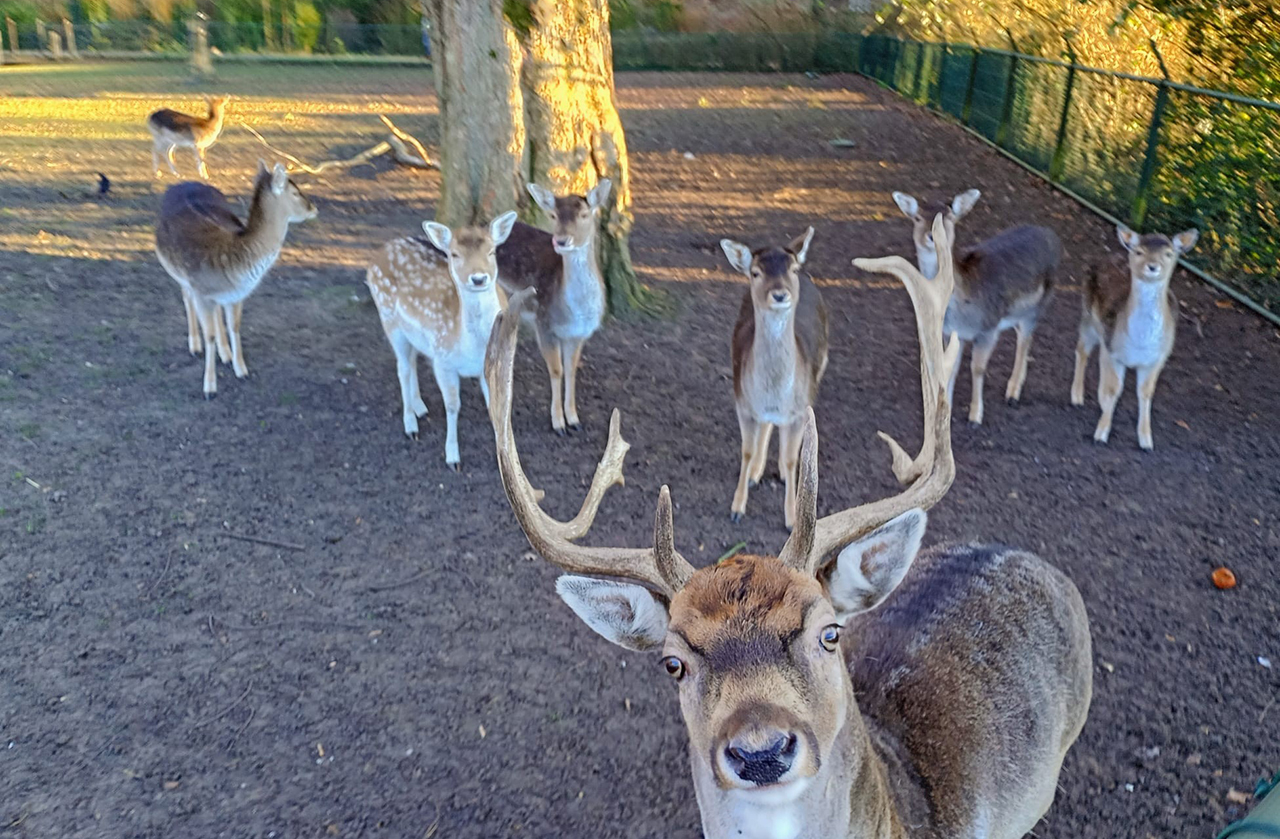 Spruiten winterse traktatie voor herten