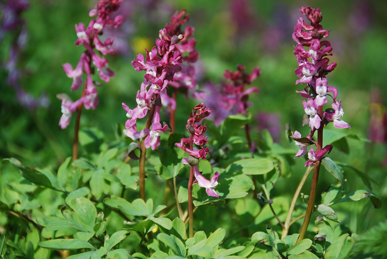 Kappen voor biodiversiteit op Fort bij Abcoude