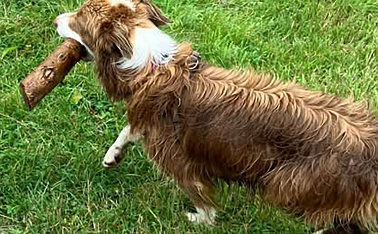 Bordercollie Daisy vermist na schoten van jager