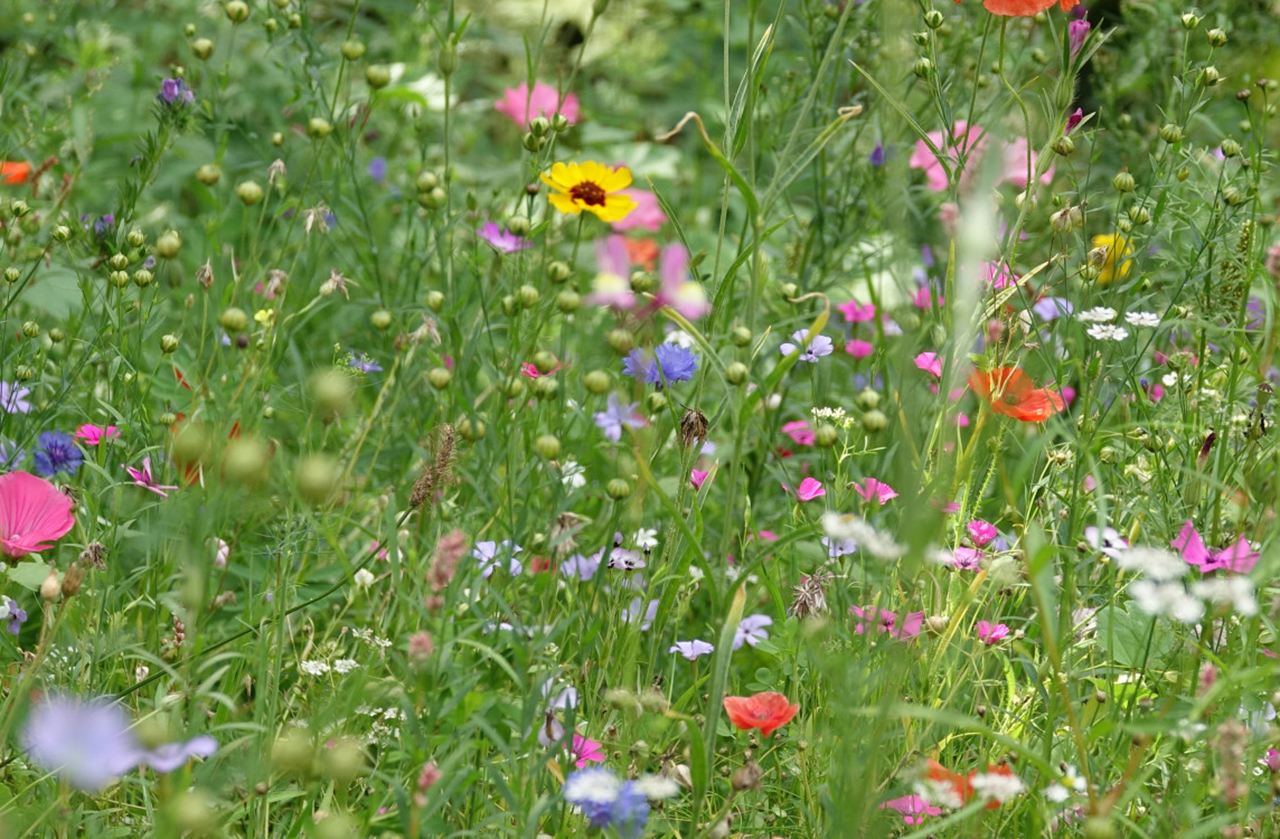 Geld beschikbaar groene vrijwilligersprojecten Uithoorn