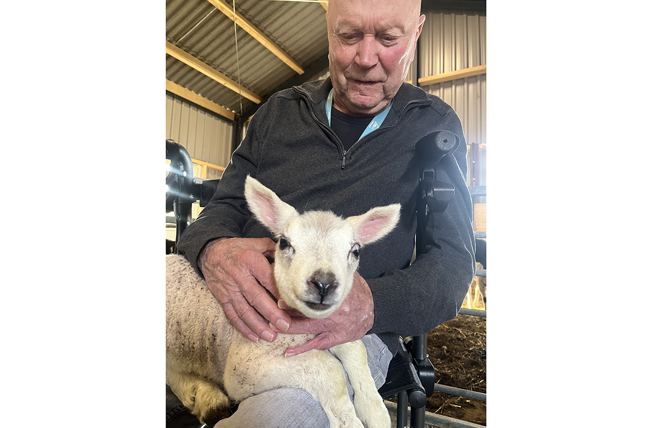 Eerste lammetjes geboren op Zorgboerderij Den Haring
