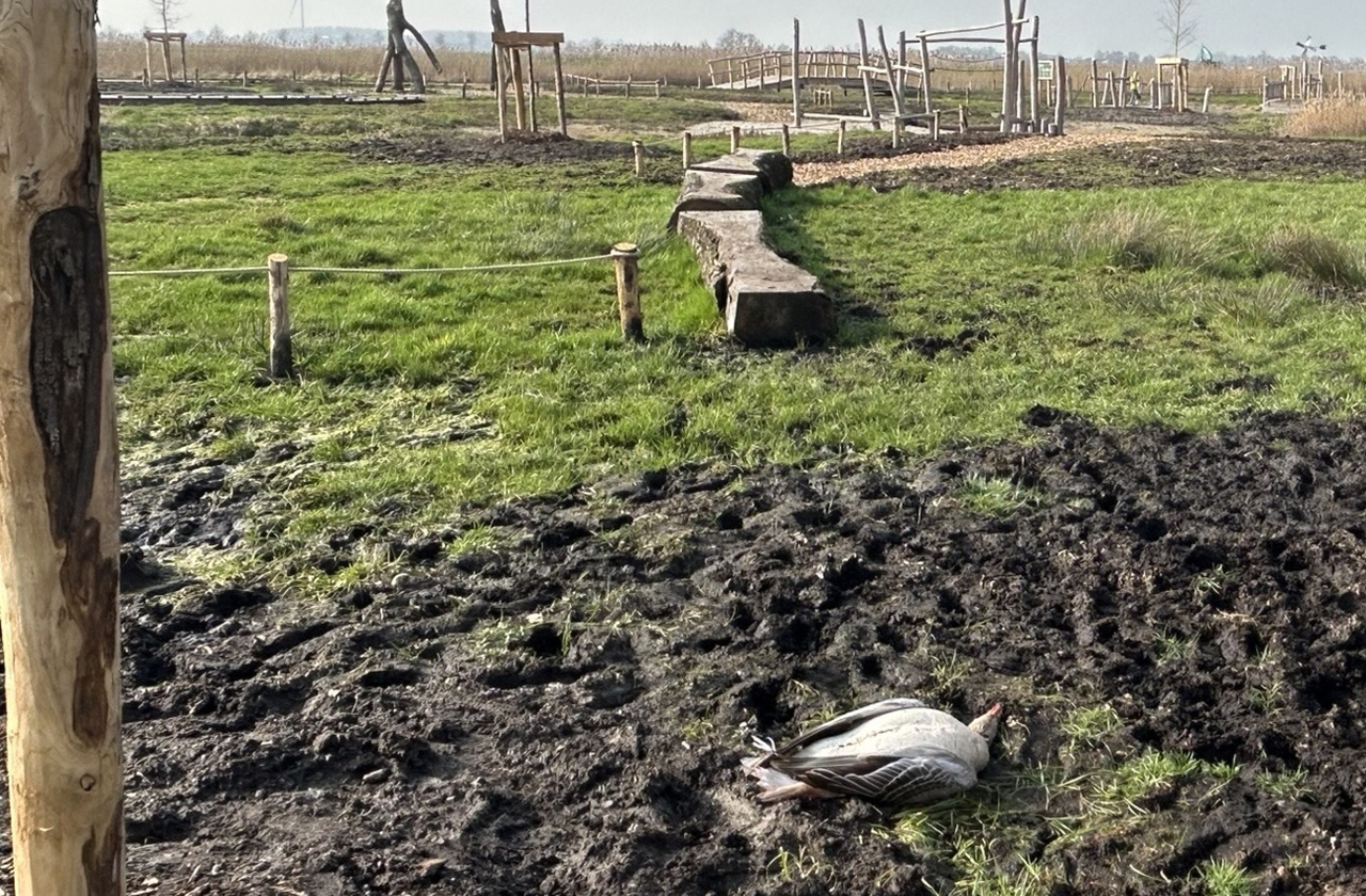 Dode gans op kinderspeelplaats Marickenland