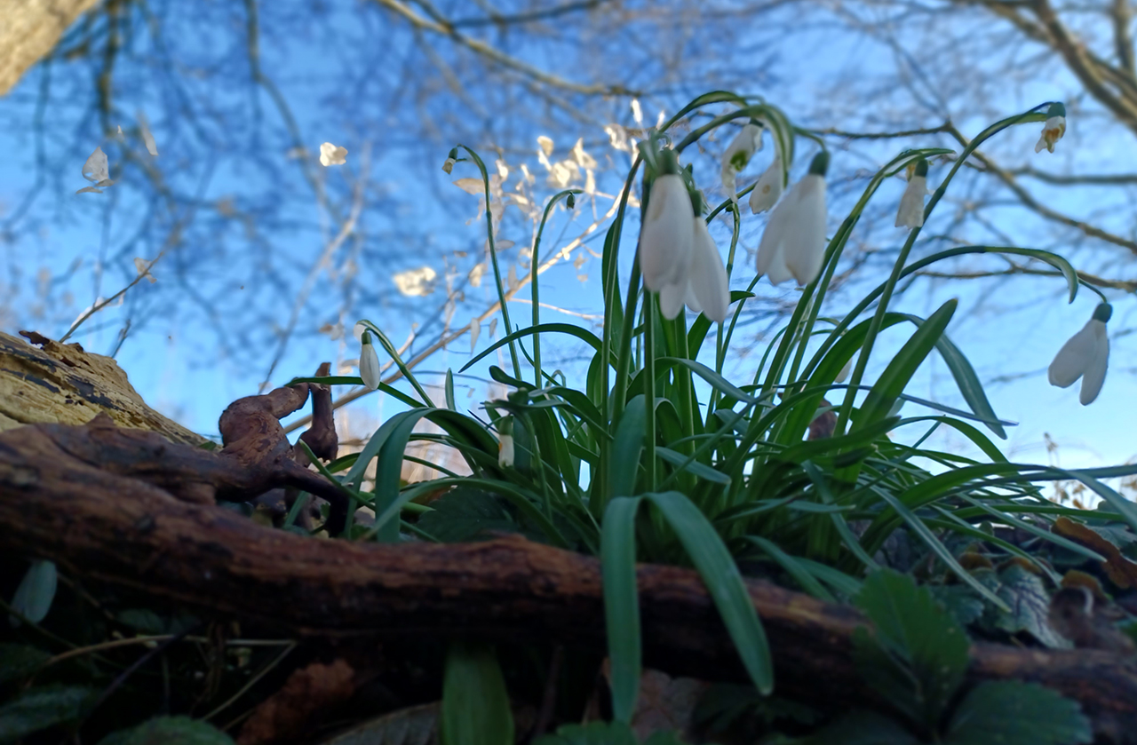 Tuincoaches delen gratis sneeuwklokjes uit