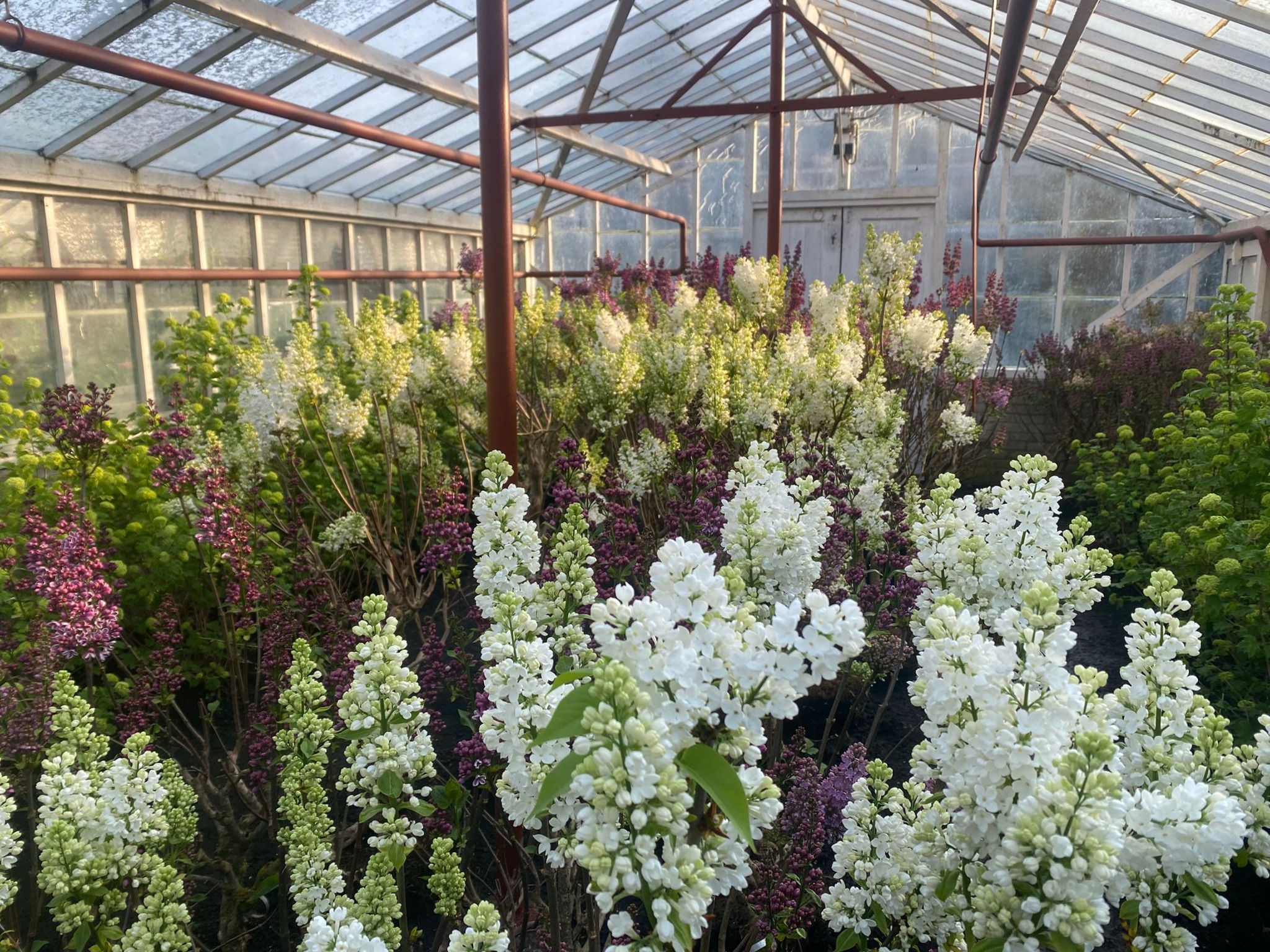 Historische Tuin opent met feestelijk Seringenweekend