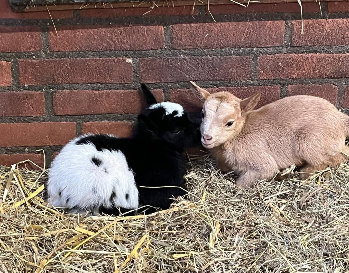 Eerste geitjes geboren bij Boerenvreugd