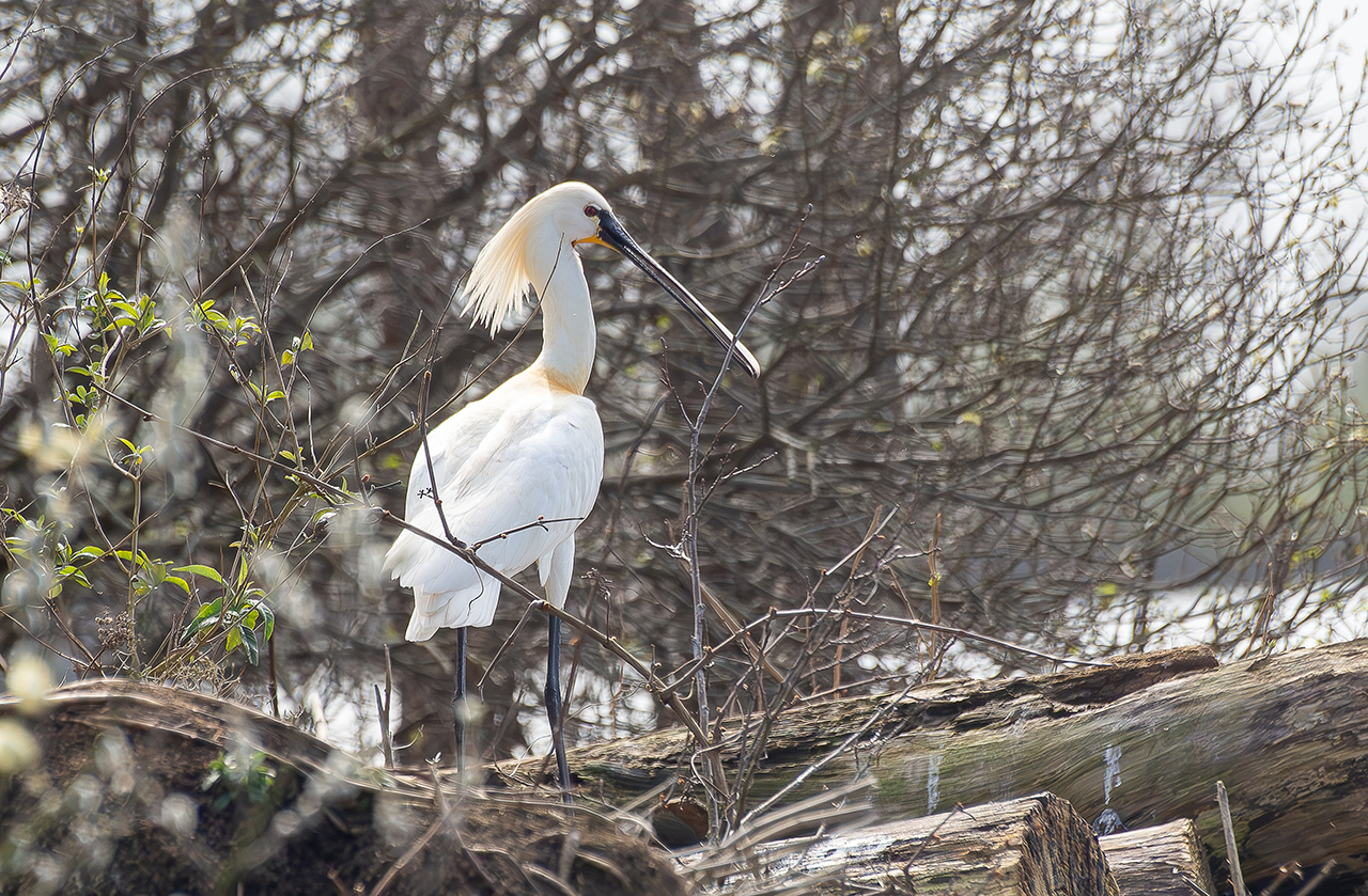Lepelaars spotten per boot op Vinkeveense Plassen