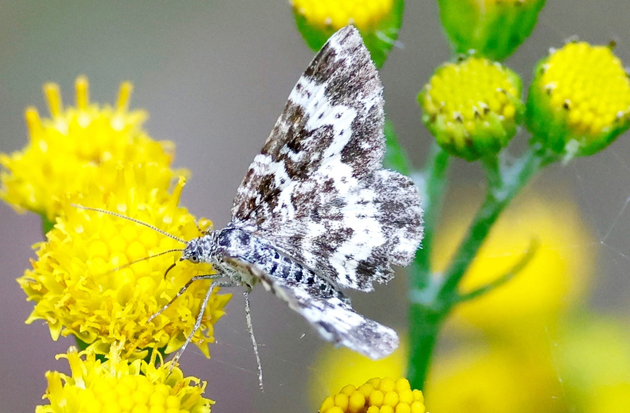 Als de tuin wakker wordt